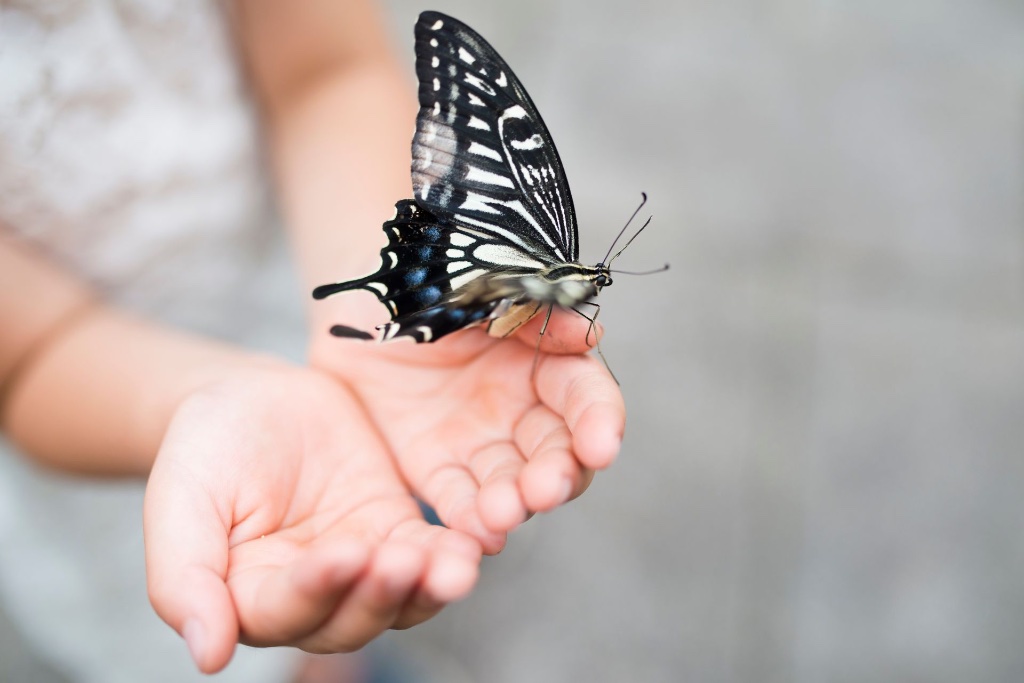Borboleta em mãos